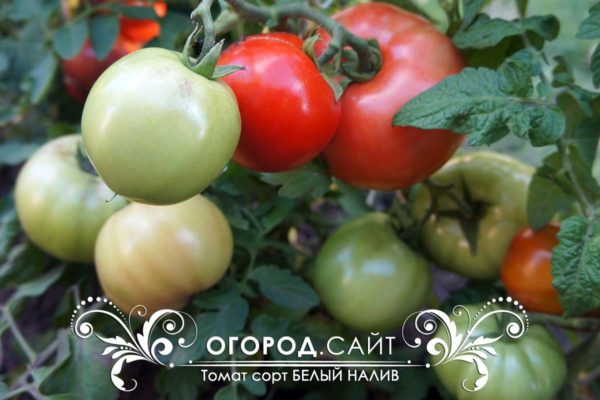 устойчивые томаты | ОГОРОД.сайт